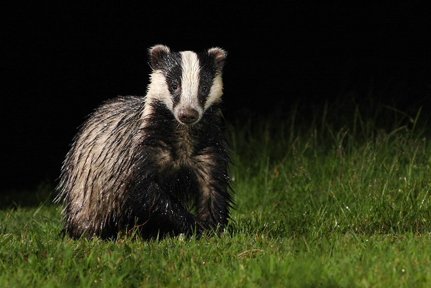 Borsuk, Jaźwiec, Badger ( Meles meles)