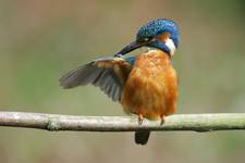 Zimorodek, Common Kingfisher (Alcedo atthis)