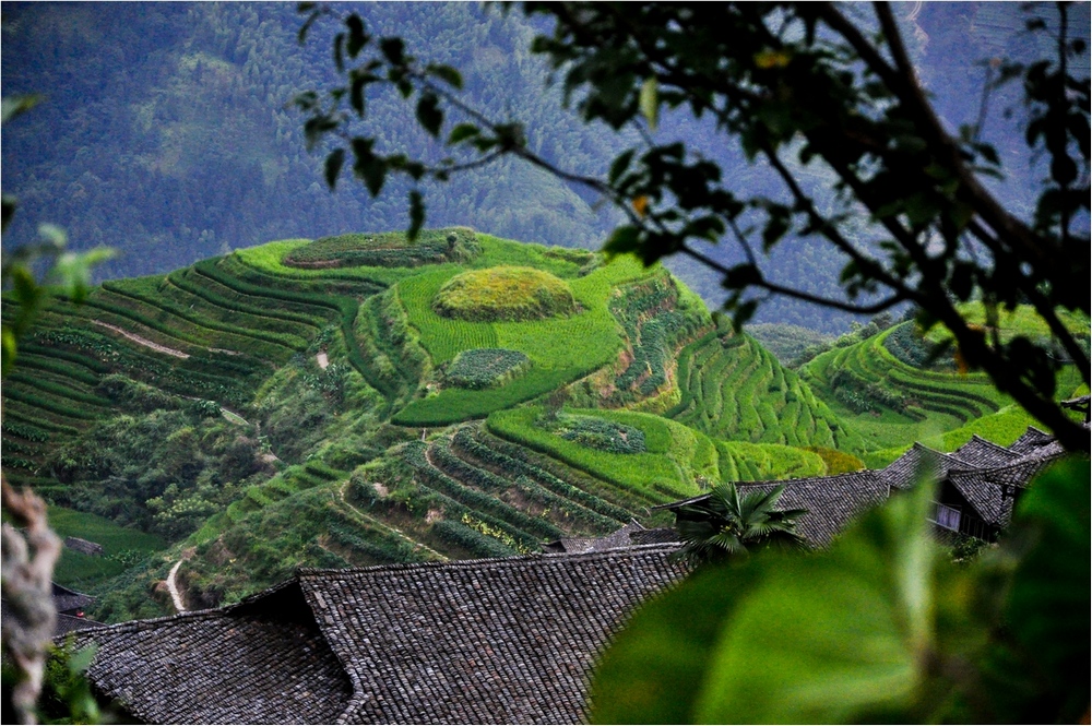 Tarasy ryżowe w Longsheng