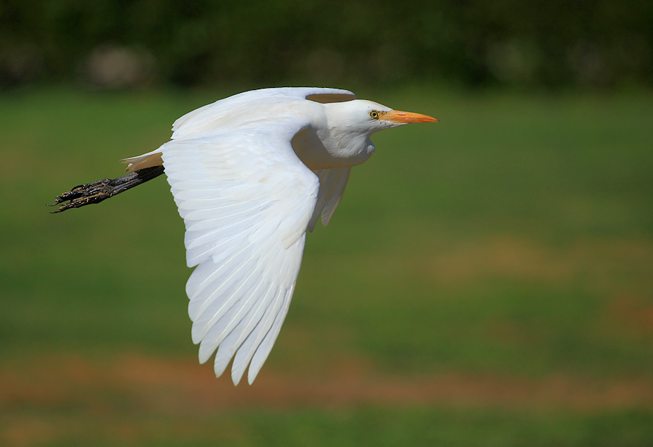 Egretta alba ...