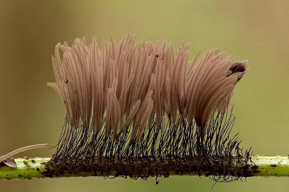 Stemonitis sp.