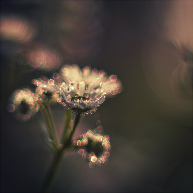 Bokeh 11