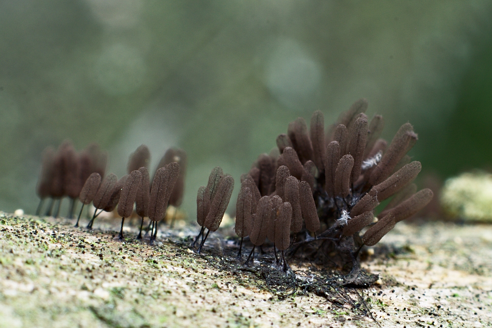 Stemonitopsis typhina  (Paździoreczek gęsty)