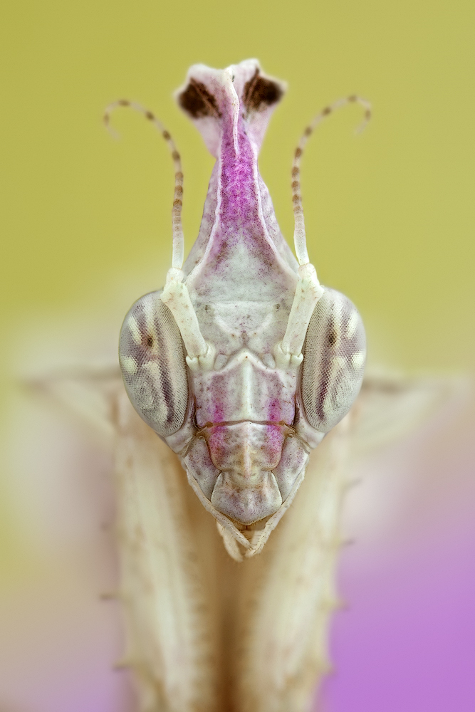 idolomantis