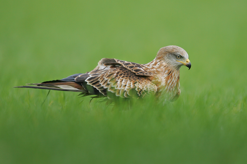 Kania ruda, kania rdzawa (Milvus milvus)