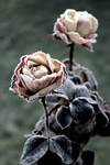 frozen rose