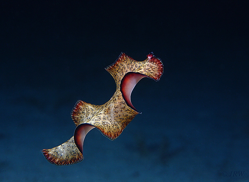 Bedford\'s flatworm (Pseudobiceros bedfordi)