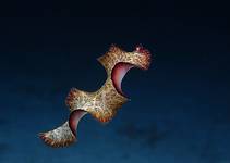 Bedford\'s flatworm (Pseudobiceros bedfordi)