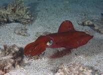 Bigfin reef squid (Common squid) (Sepiotheutis lessoniana)