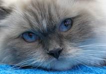 Ragdoll