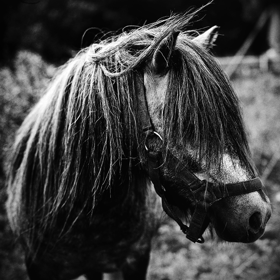 portret kuca Bartka