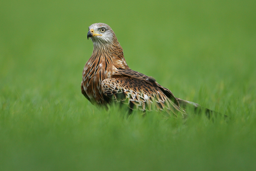 Kania ruda, kania rdzawa (Milvus milvus)