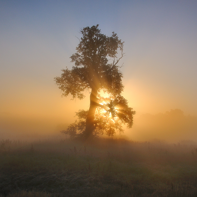 The Oak II