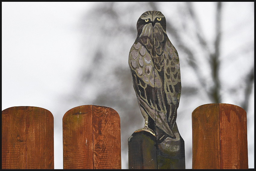 Myszołów zwyczajny (buteo buteo)