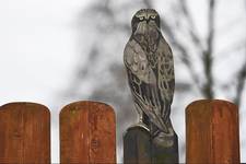 Myszołów zwyczajny (buteo buteo)