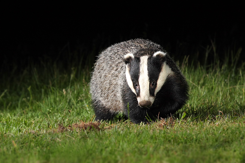 Borsuk, Jaźwiec, Badger ( Meles meles)