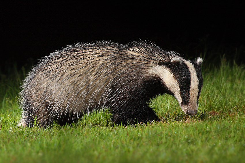 Borsuk, Jaźwiec, Badger ( Meles meles)