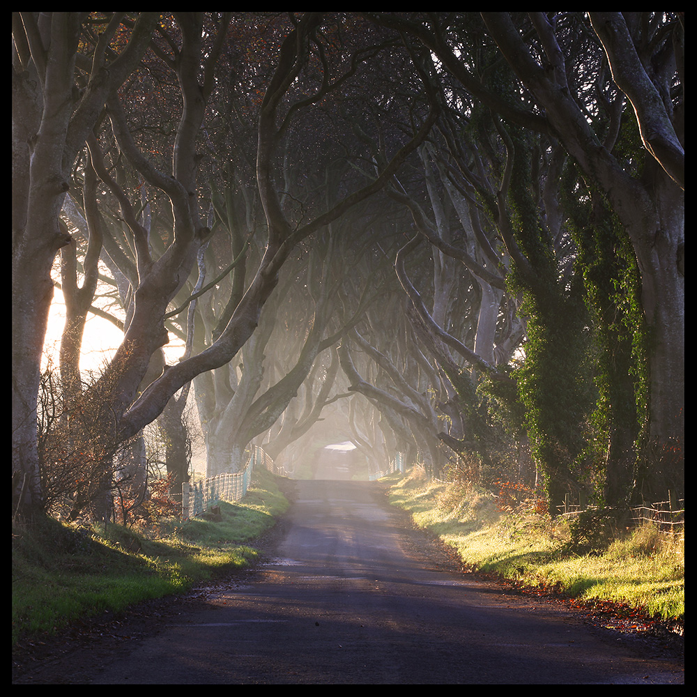 Dark Hedges