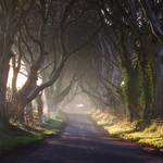 Dark Hedges