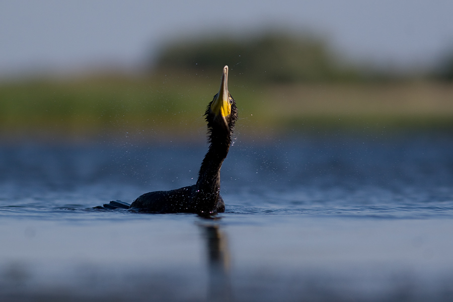 Kormoran