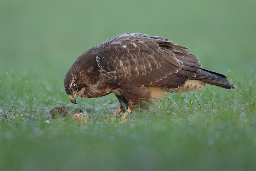 Myszołów zwyczajny (Buteo buteo)