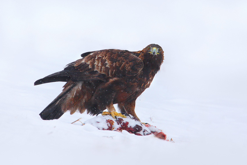 Orzeł przedni (Aquila chrysaetos)