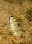 Banded sole (Soleichthys heterorhinos)