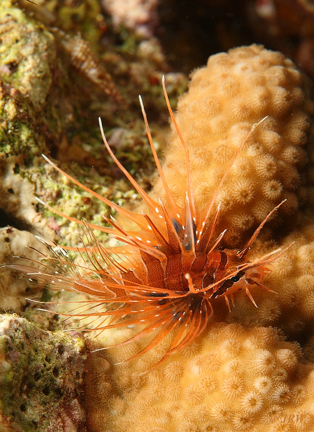 Clearfin lionfish (Pterois radiata) - Skrzydlica (lub ognica) promieniopłetwa