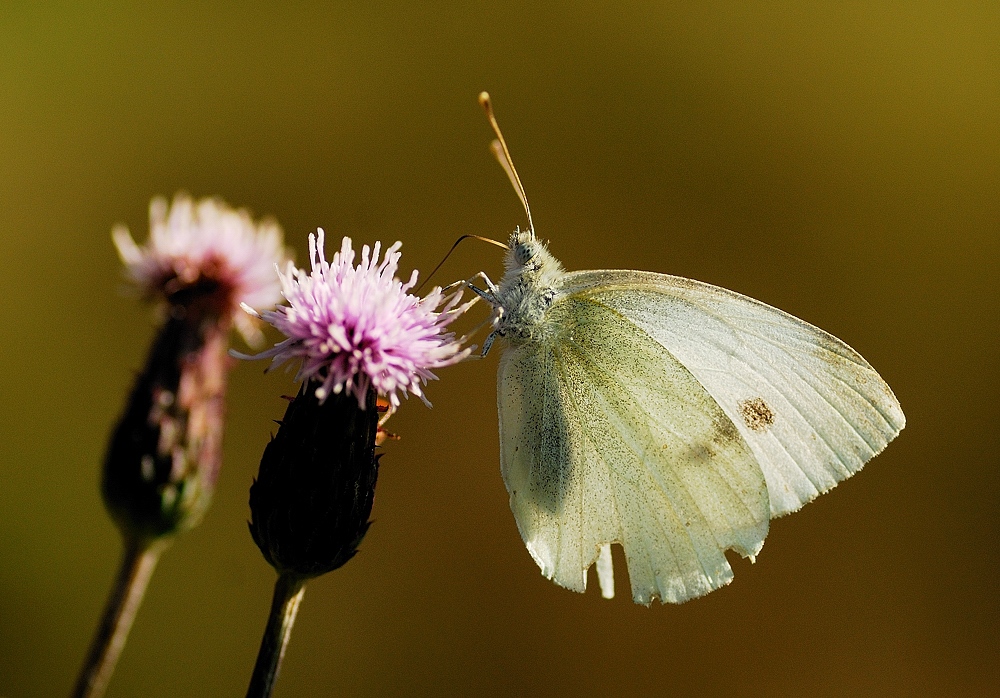 Bielinek rzepnik Pieris rapae L.