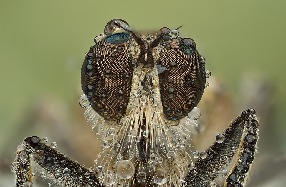 .Robber Fly.