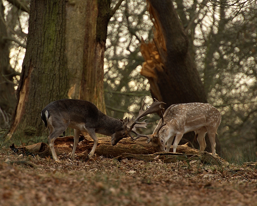 potyczka