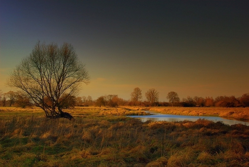 Rozczochraniec nad wodą.