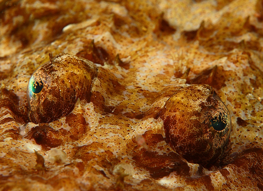 Crocodilefish - Tentacled flathead (Papilloculiceps longiceps)