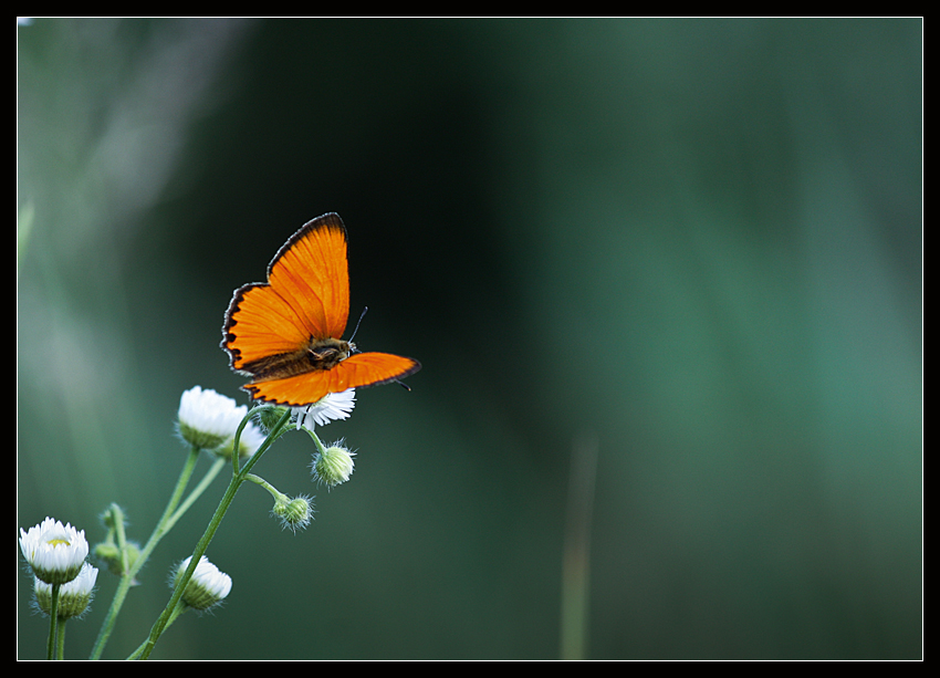 motyl#4