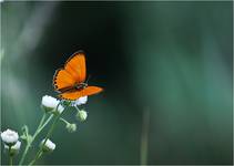 motyl#4