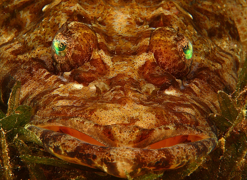 Tentacled flathead (Papilloculiceps longiceps)