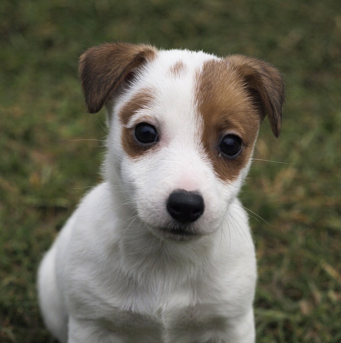 jrt