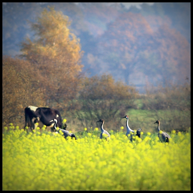 grus grus i łaciate