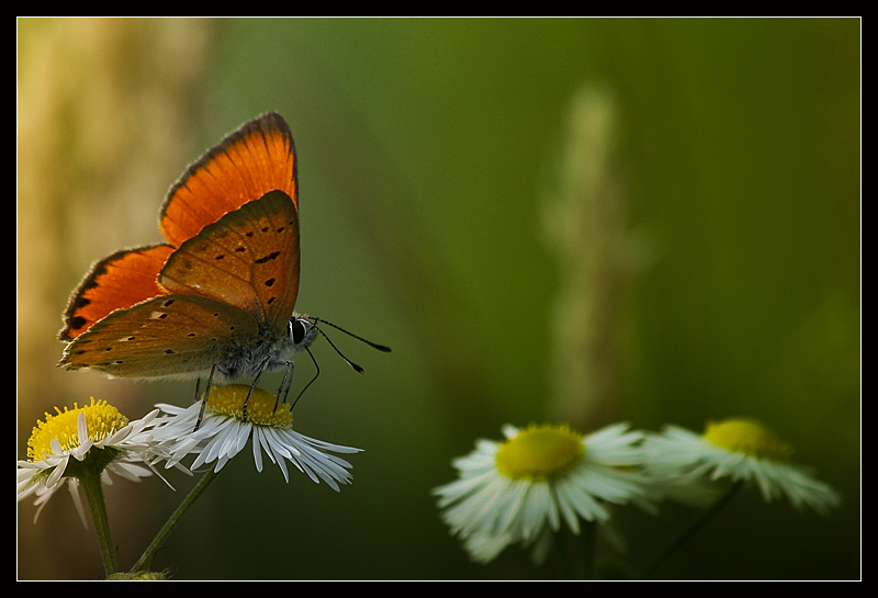 motyl#7