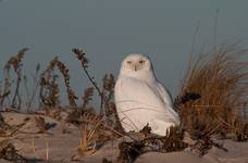 Snowy Owl