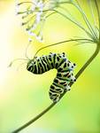 Papilio machaon