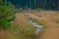 Rude wieczorową porą