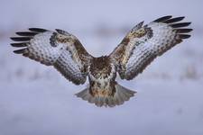 Myszołów zwyczajny (Buteo buteo)