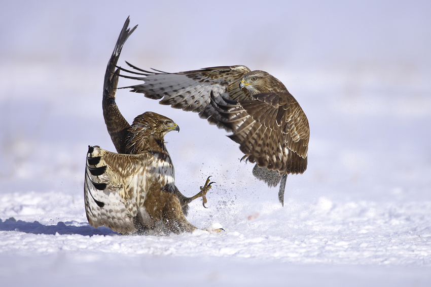 MATRIX BUTEO