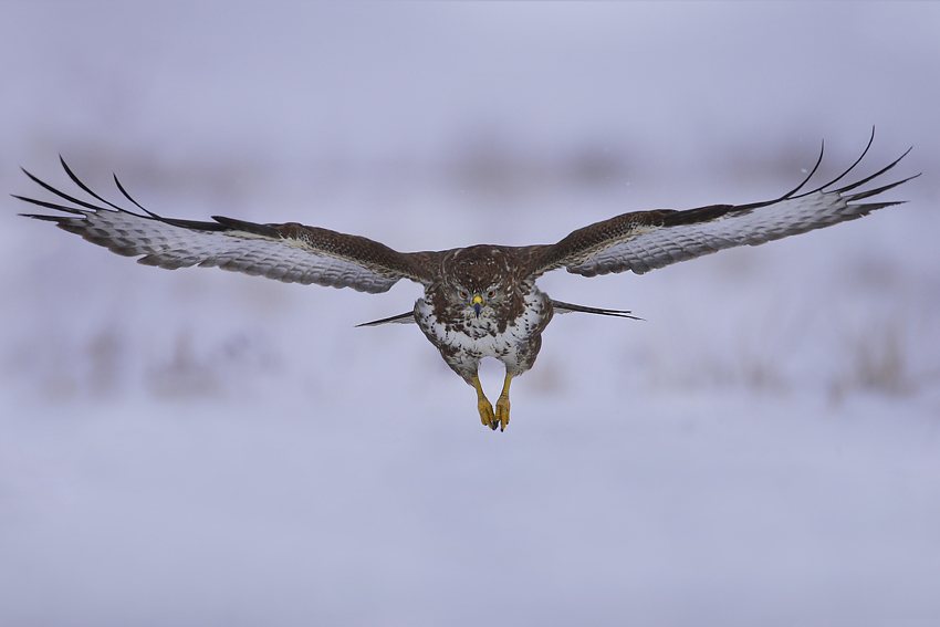 Myszołów zwyczajny (Buteo buteo)