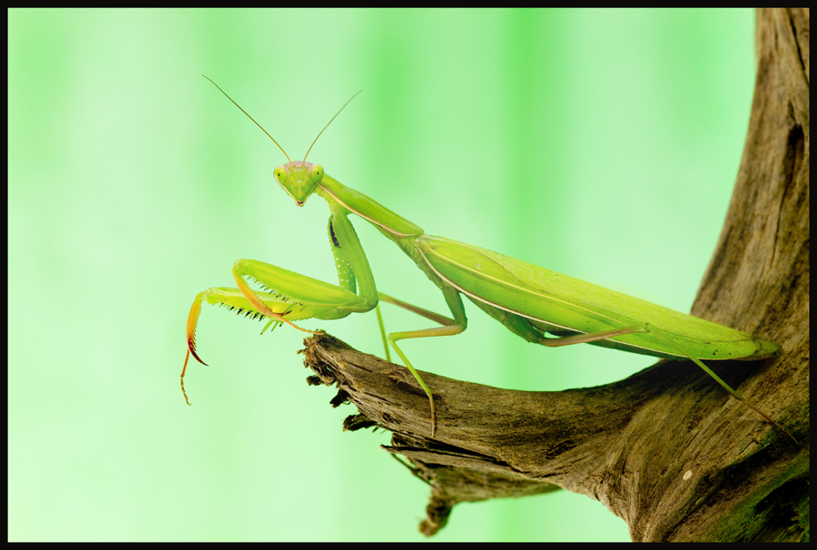 Mantis religiosa