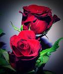 red roses