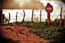 Un chien andalou