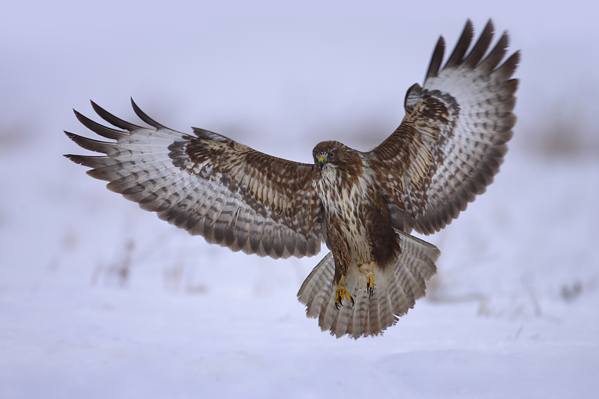 Myszołów zwyczajny (Buteo buteo)