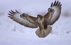 Myszołów zwyczajny (Buteo buteo)